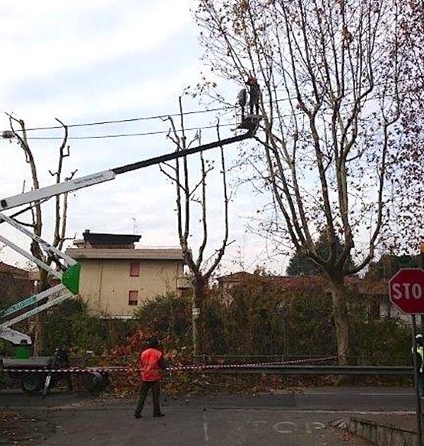 Jerago con Orago: manutenzione straordinaria per i platani di via Milano