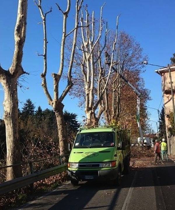 Jerago con Orago: manutenzione straordinaria per i platani di via Milano