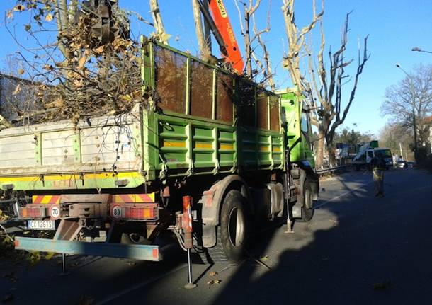 Manutenzione straordinaria per i platani di via Milano: le immagini