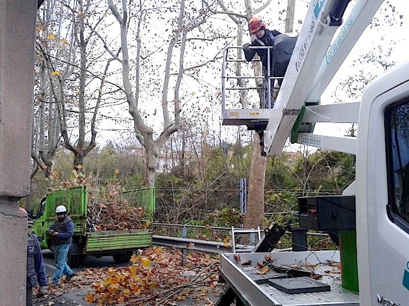 Jerago con Orago: manutenzione straordinaria per i platani di via Milano