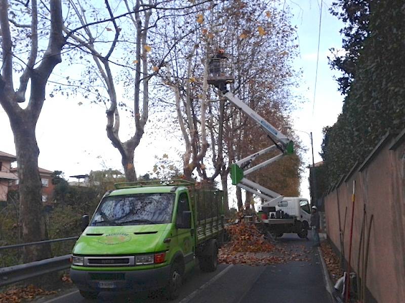 Jerago con Orago: manutenzione straordinaria per i platani di via Milano