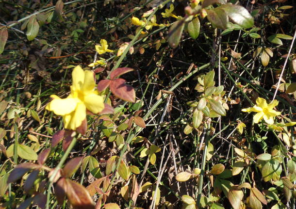 L'olivo di Parco Morselli
