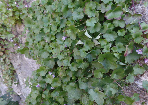 L'olivo di Parco Morselli