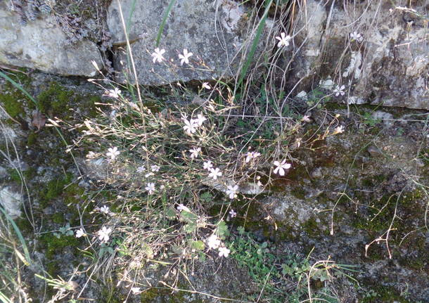 L'olivo di Parco Morselli