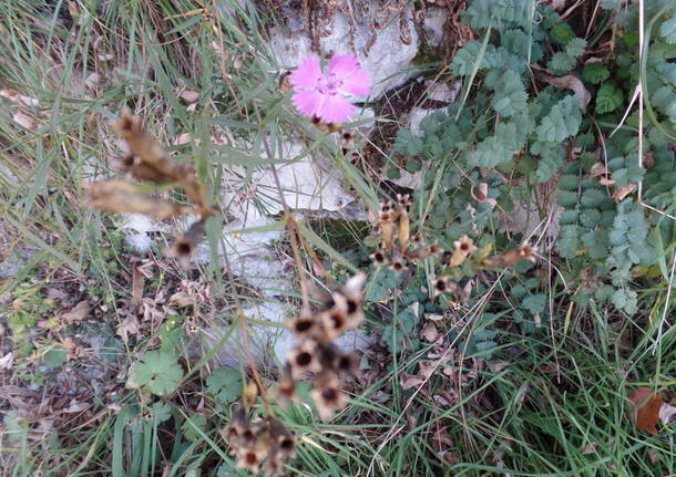 L'olivo di Parco Morselli