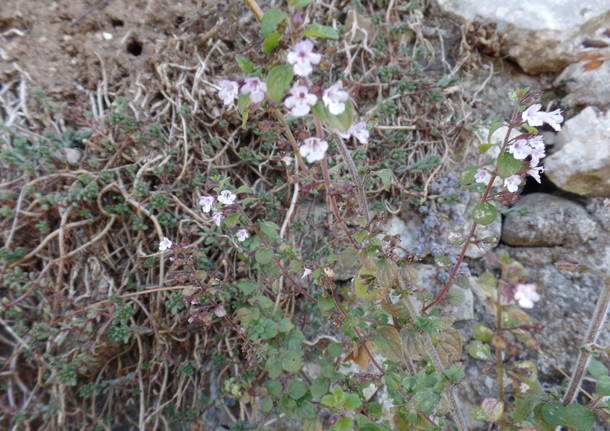 L'olivo di Parco Morselli