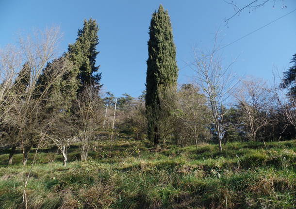 L'olivo di Parco Morselli