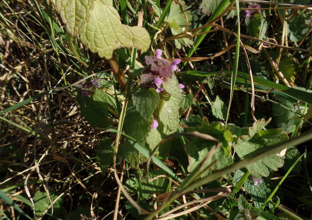 L'olivo di Parco Morselli