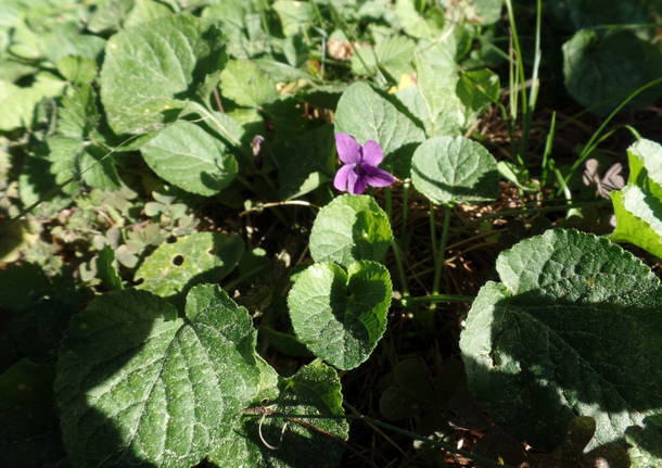 L'olivo di Parco Morselli
