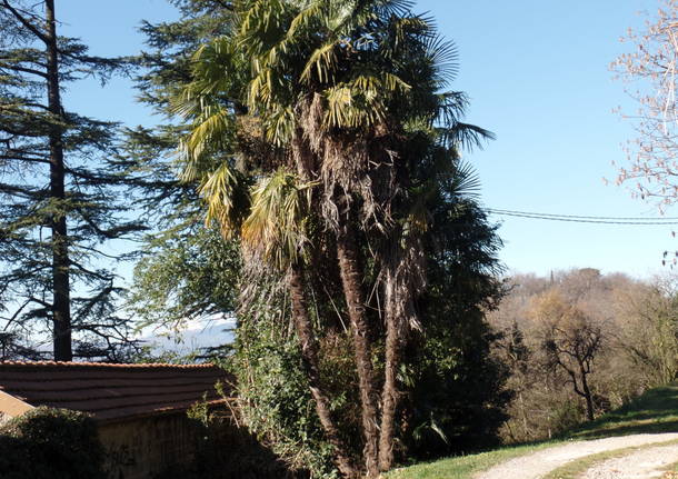 L'olivo di Parco Morselli