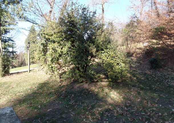 L'olivo di Parco Morselli