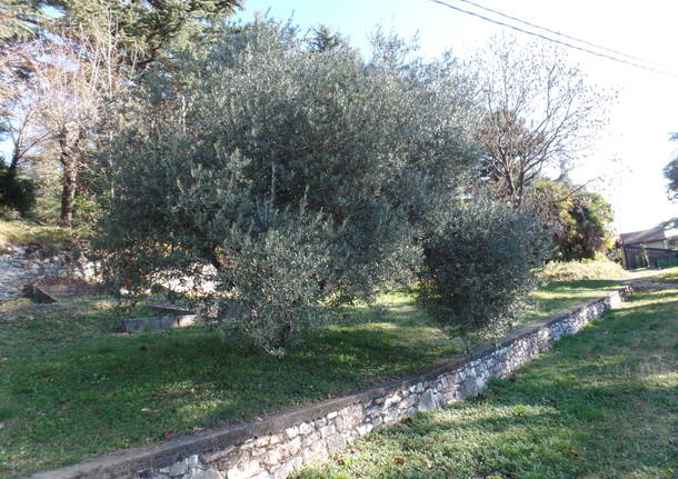 L'olivo di Parco Morselli