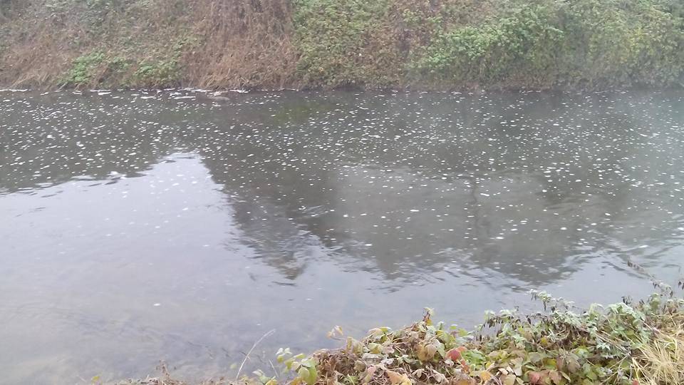 Schiuma nell'Olona a Marnate