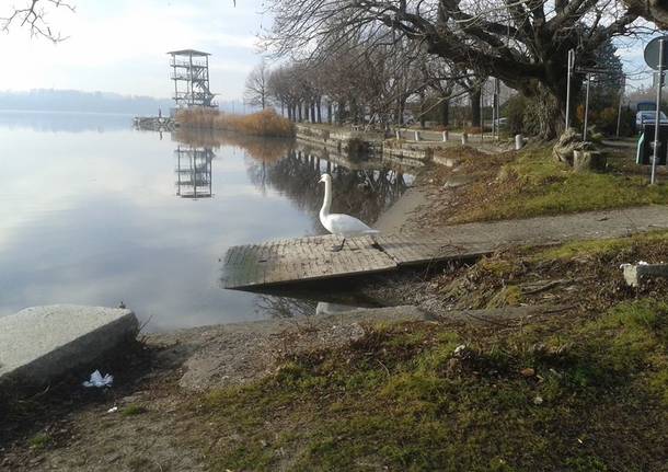Un cigno al lido