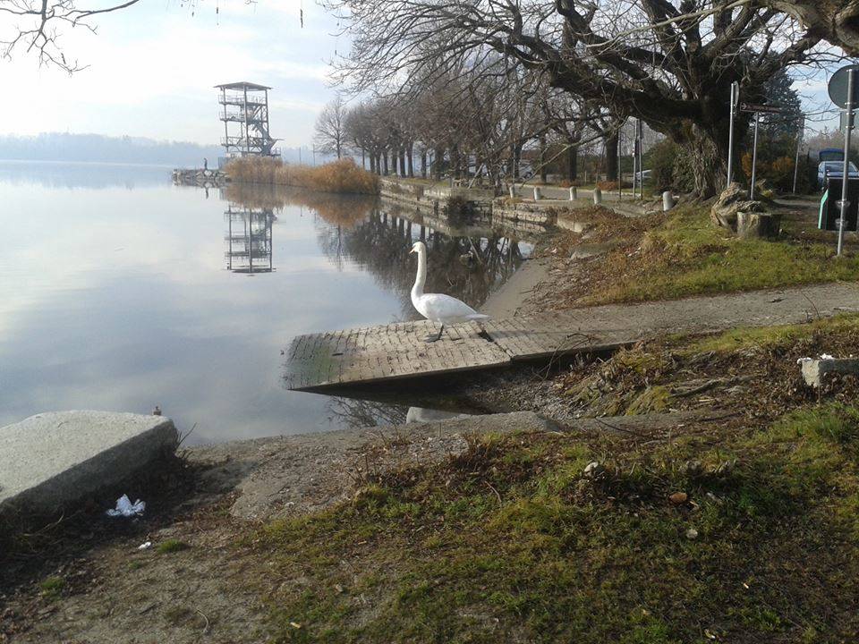 Un cigno al lido
