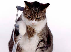 Veterinario gatto
