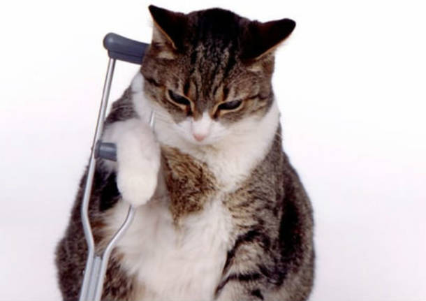 Veterinario gatto