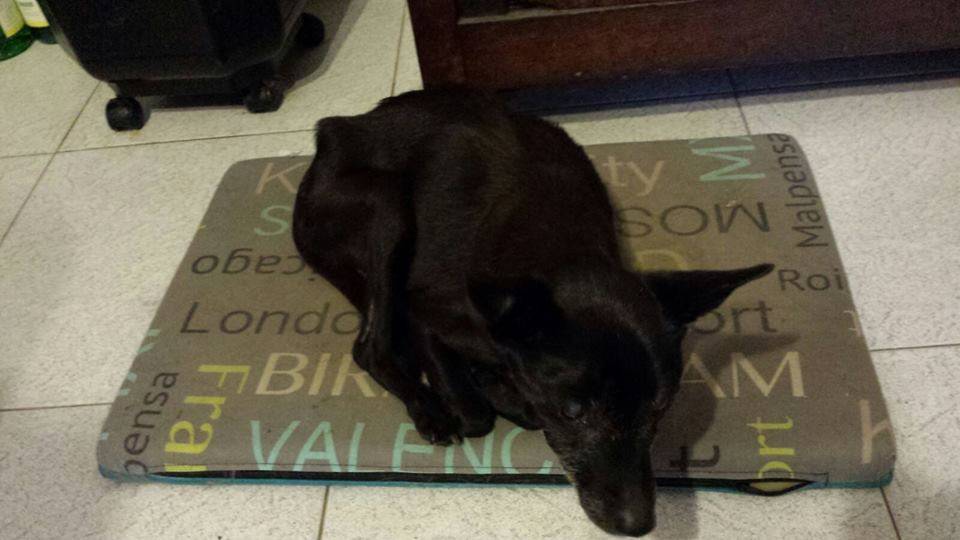 cagnolina cieca colmegna 3 gennaio 2016