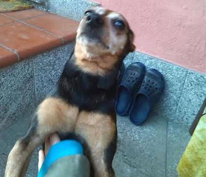 cane brenda 4 gennaio 2016