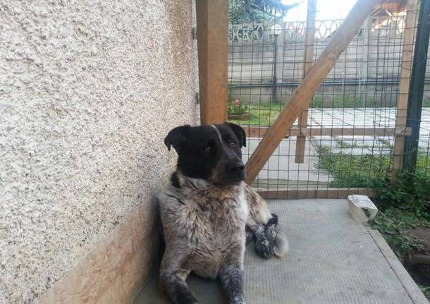 Devo separarmi dal mio cane. Qualcuno vuole il mio Alex?