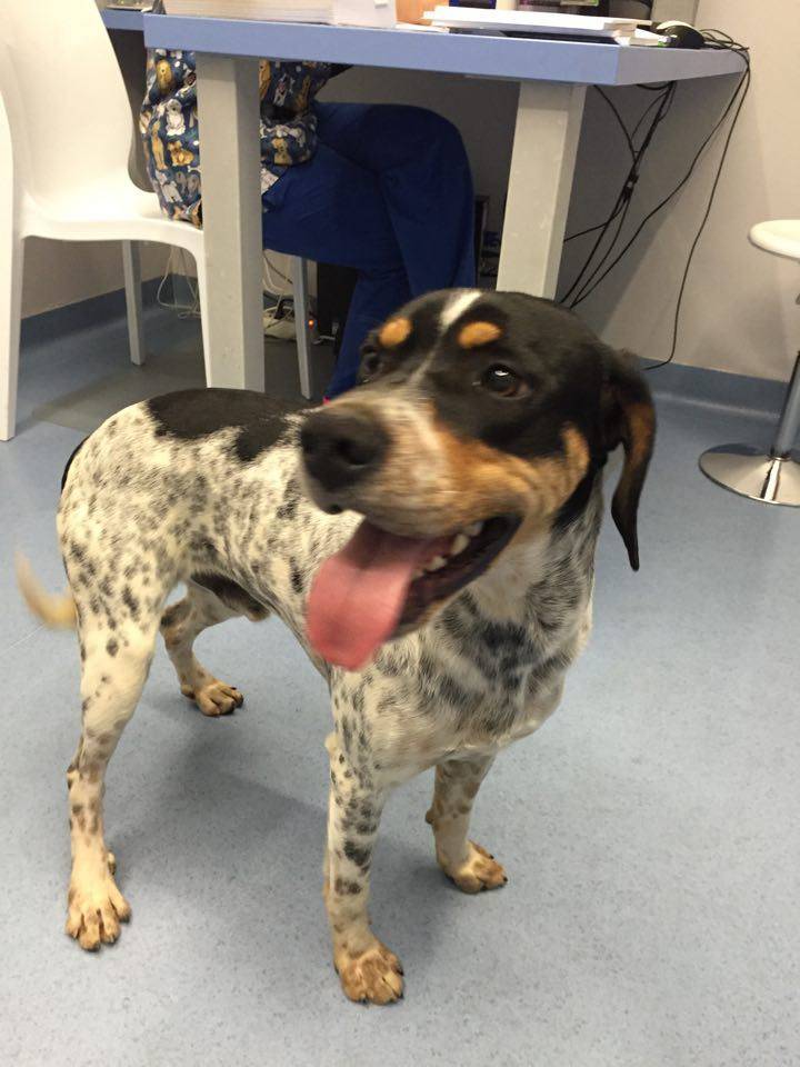 cane smarrito 7 gennaio 2015