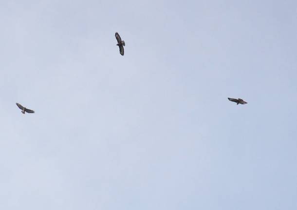 In circolo sopra Masnago