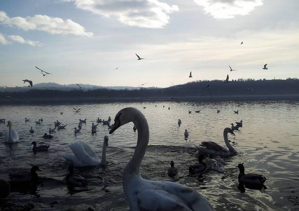 I cigni della Schiranna