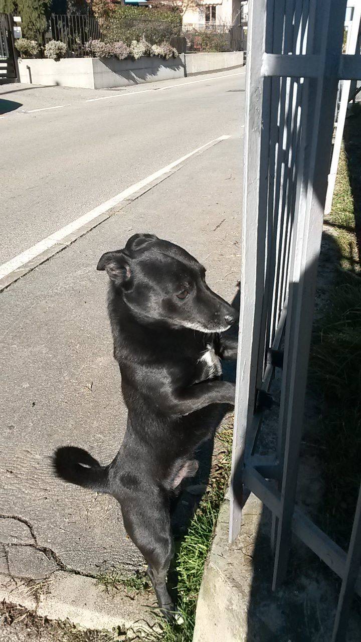 Cercasi proprietario...