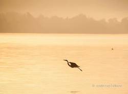 Gli aironi del lago di Varese