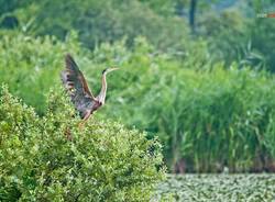 Gli aironi del lago di Varese