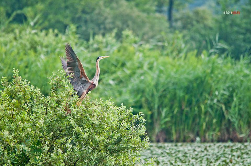 Gli aironi del lago di Varese