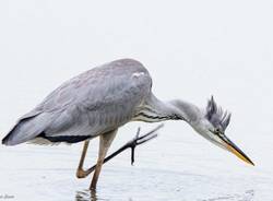 Gli aironi del lago di Varese