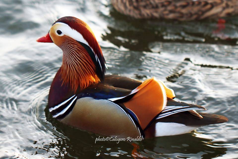 L'anatra mandarina nel lago di Varese