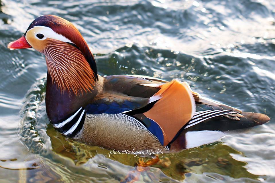 L'anatra mandarina nel lago di Varese