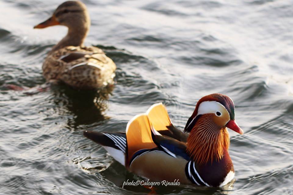 L'anatra mandarina nel lago di Varese