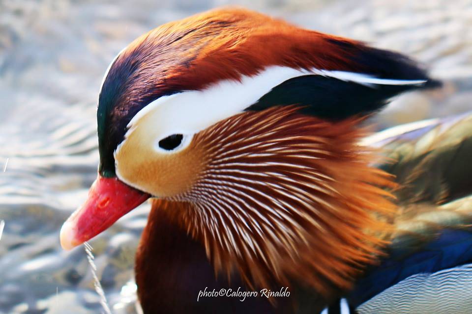 L'anatra mandarina nel lago di Varese