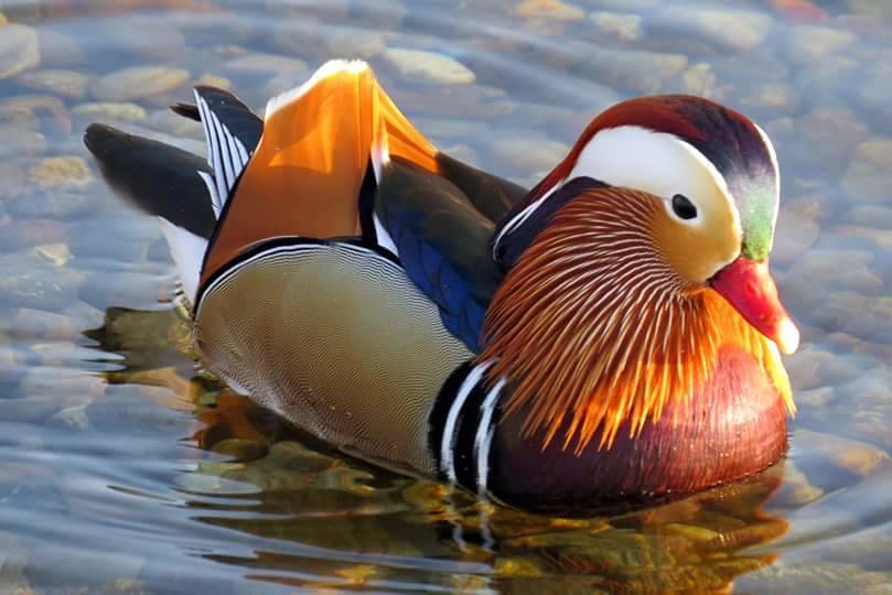 L'anima gemella dell'anatra mandarina