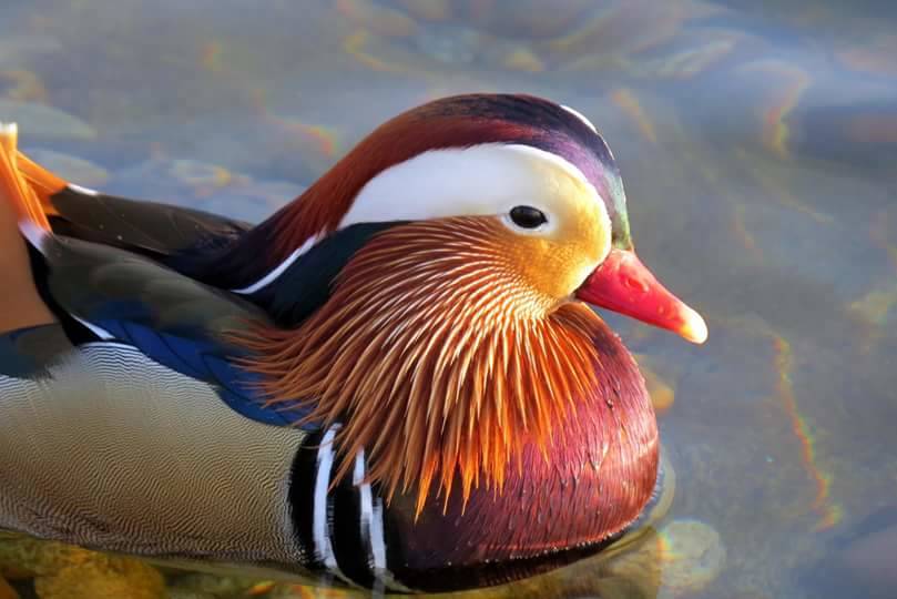 L'anima gemella dell'anatra mandarina