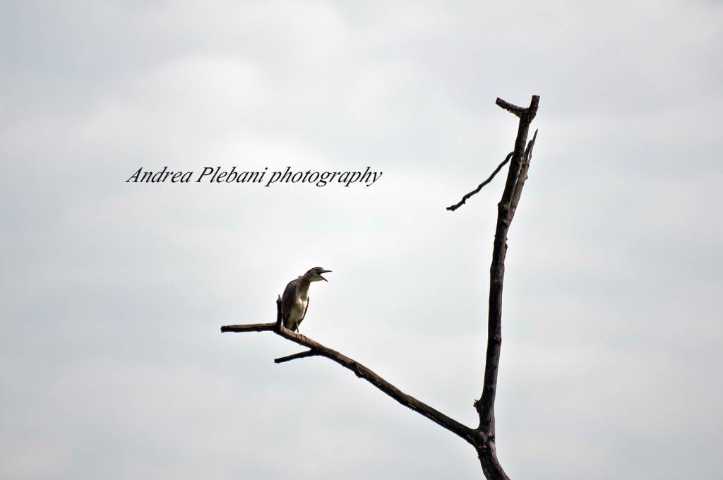 La magia della Palude Brabbia