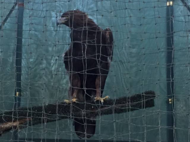 oasi vanzago mauro parolini