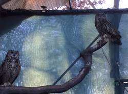 oasi vanzago mauro parolini