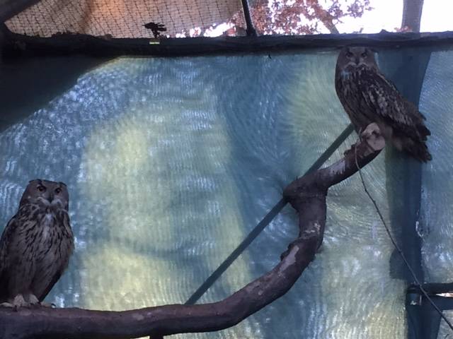 oasi vanzago mauro parolini