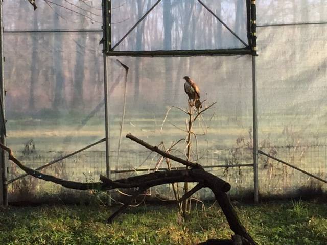 oasi vanzago mauro parolini