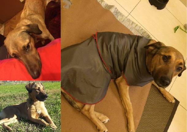 Sasha vittima di un incidente, cerca casa