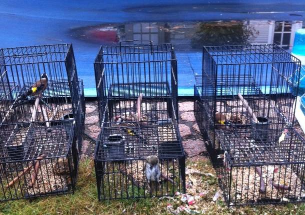 sequestro animali maltrattati Cassano Magnago
