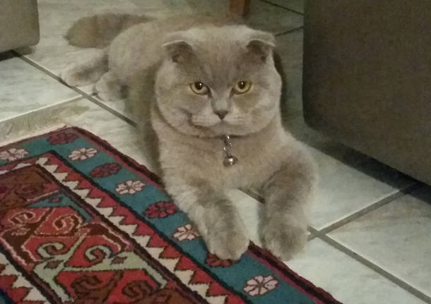 Smarrito il nostro gatto scottish fold grigio