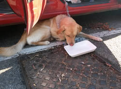 cane chiuso auto soccorso