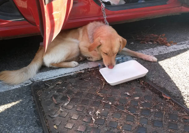 cane chiuso auto soccorso