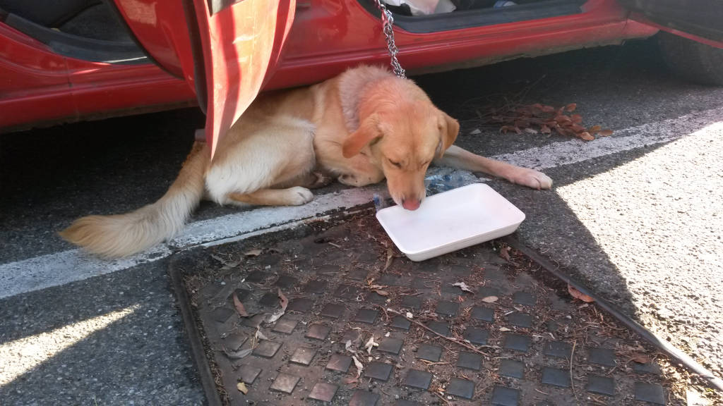 cane chiuso auto soccorso