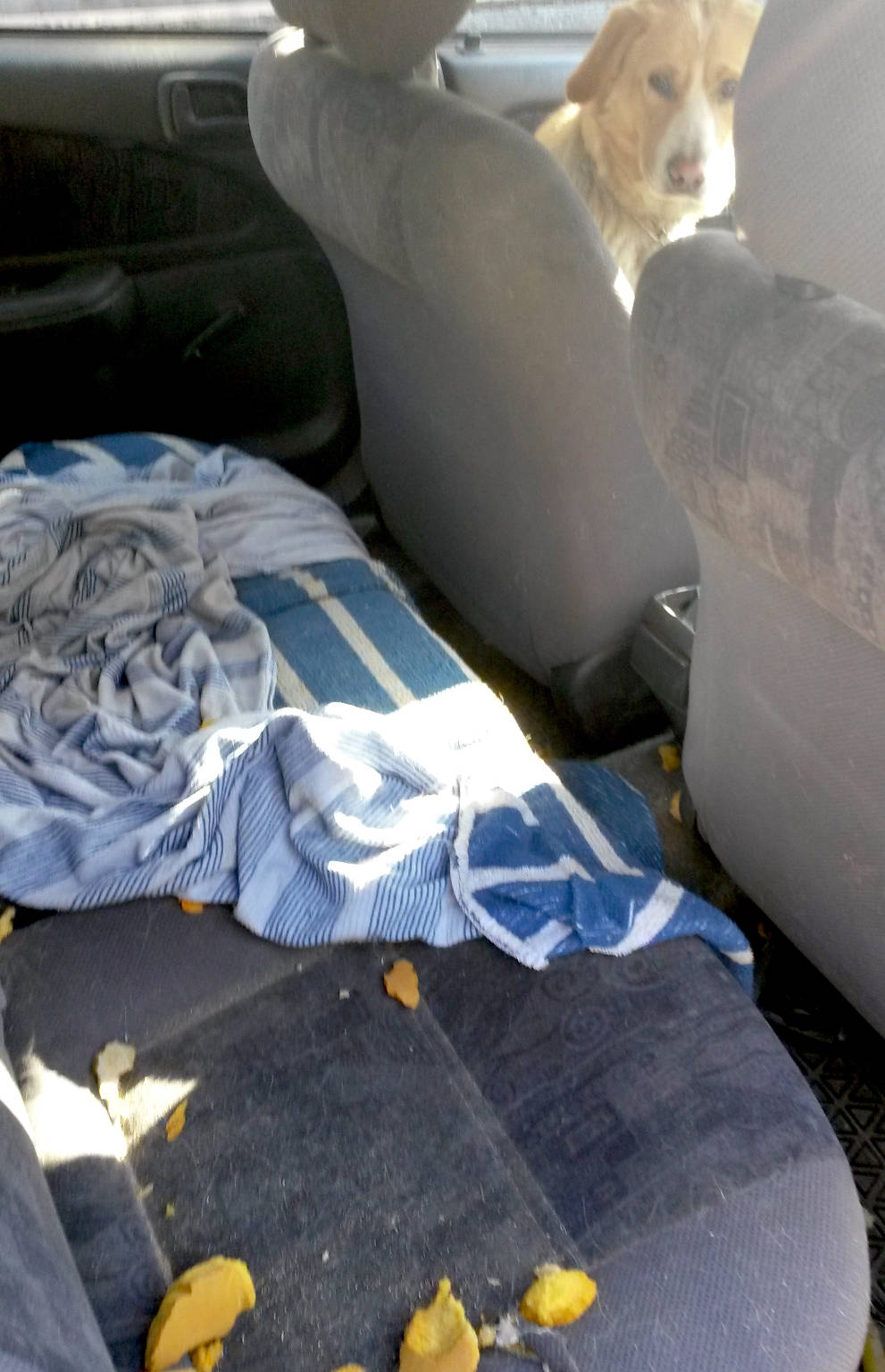 Cane chiuso in auto soccorso OK